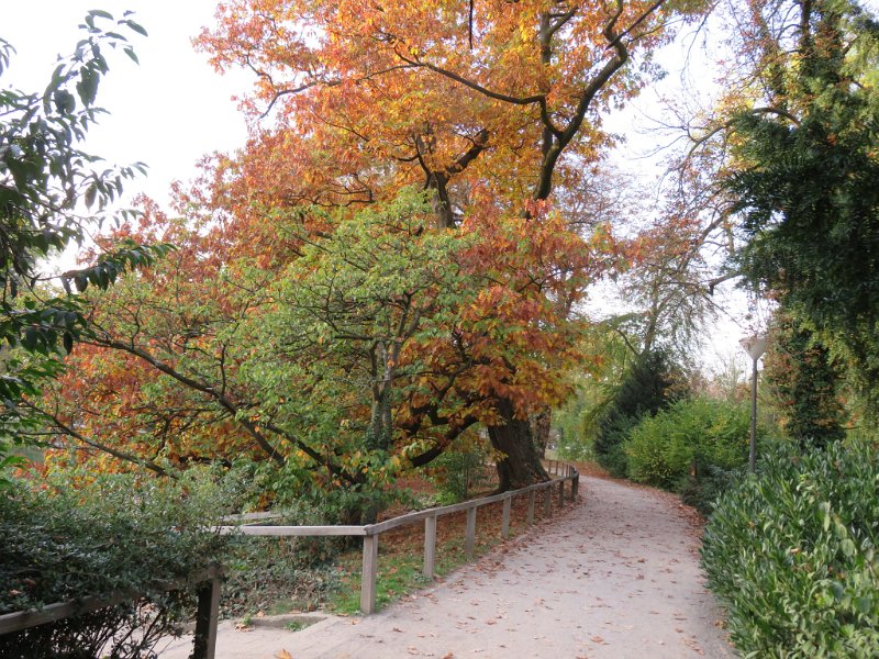 Geografisches Arboretum Rombergpark am 17,102018 (48)